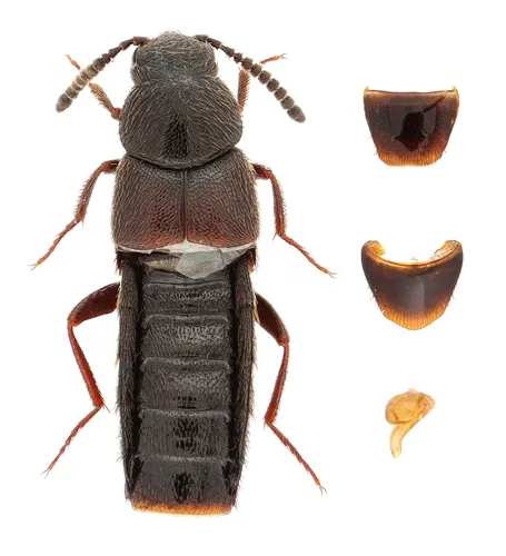 Aleochara rubripes