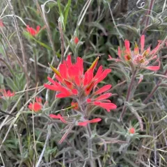 Desert Paintbrush thumbnail 2
