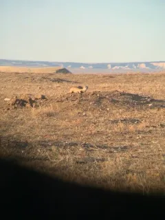 Black-footed Ferret thumbnail 2