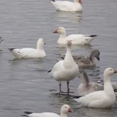 Snow Goose thumbnail 2