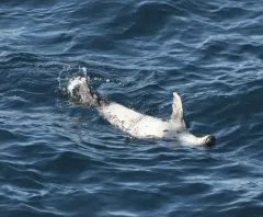 Harp Seal thumbnail 4