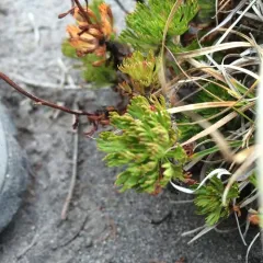 Partridgefoot thumbnail 4