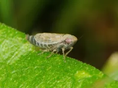 Deltocephalus pulicaris thumbnail 4