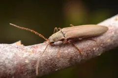 Athoplastus rainieri thumbnail 2