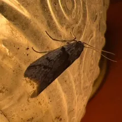 Gooseberry Fruitworm Moth thumbnail 4
