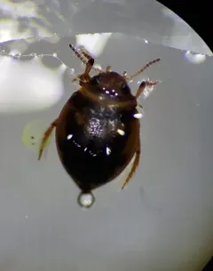 Say's Diving Beetle thumbnail 3