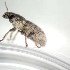 Clover Weevil thumbnail 3