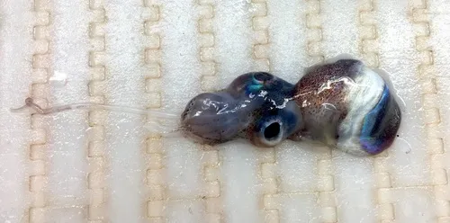 Eyeball Bobtail