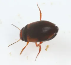 Hydroporus tristis thumbnail 4