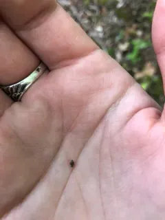 Janusius sylvestris thumbnail 4