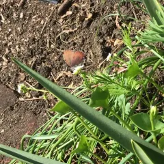 Brown Elfin thumbnail 4