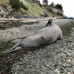 Northern Elephant Seal thumbnail 1