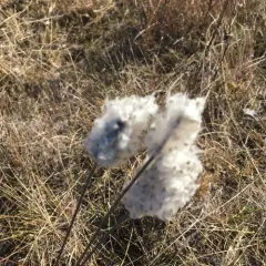 Cylindrical Thimbleweed thumbnail 2