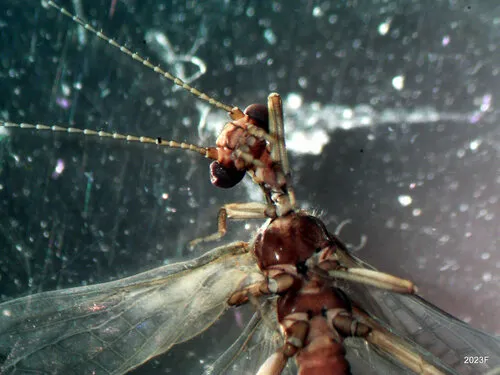 Banded Forestfly