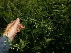 Warty-cabbage thumbnail 2