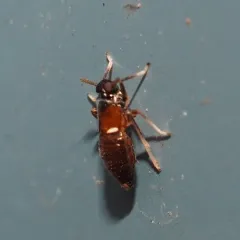 Pissonotus guttatus thumbnail 4