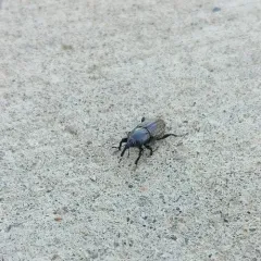 Rocky Mountain Billbug thumbnail 3