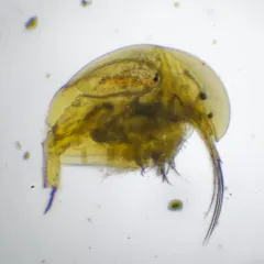 Sickle Waterflea thumbnail 1