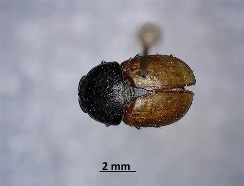 Colobopterus erraticus