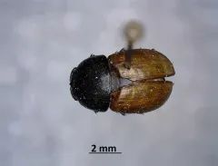 Colobopterus erraticus thumbnail 1