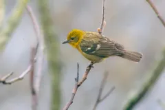 Flame-colored Tanager thumbnail 3