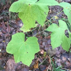 thimbleberry thumbnail 3