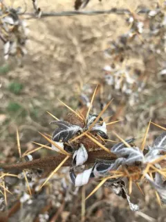 spiny cocklebur thumbnail 2