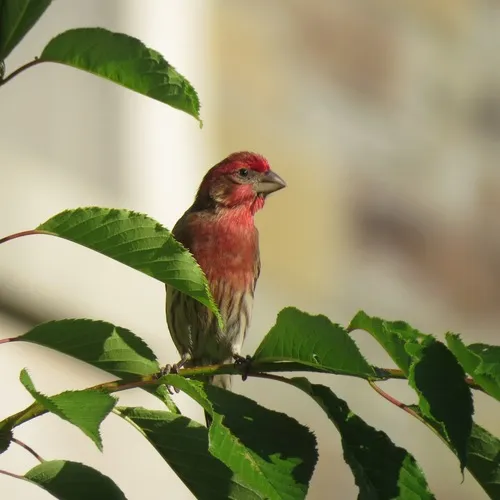 House Finch