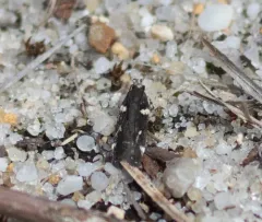 Six-spotted Aroga Moth thumbnail 1