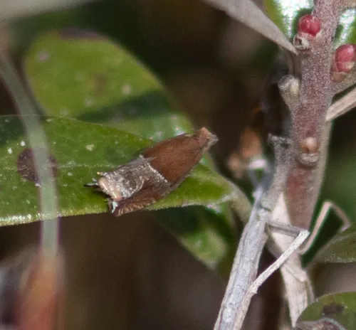 Strawberry Leafroller Moth