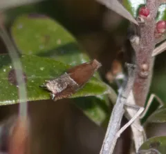 Strawberry Leafroller Moth thumbnail 1