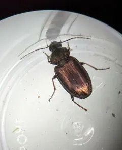 Müller's Harp Ground Beetle thumbnail 2