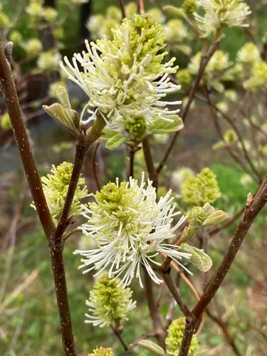 Coastal Witch-Alder