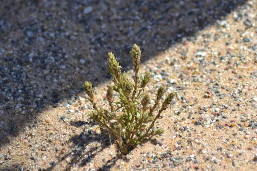 Hooker's Bugseed