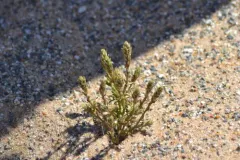 Hooker's Bugseed thumbnail 1