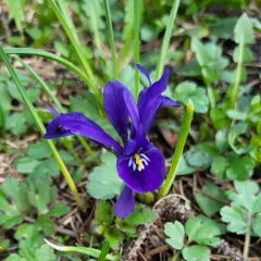 Netted Iris thumbnail 1