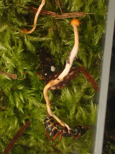 Ophiocordyceps myrmecophila