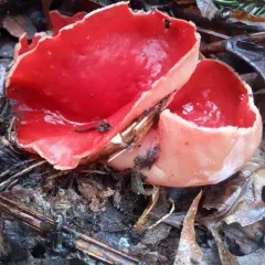 Scarlet Elfcup thumbnail 3
