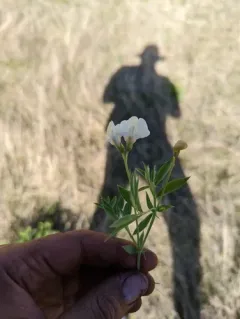 stiff pea thumbnail 2