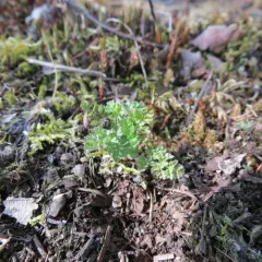 Bur Parsley thumbnail 3
