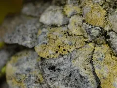 Sulphured Crimson Dot Lichen thumbnail 3