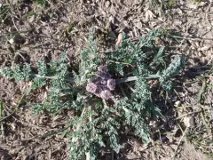 mountain springparsley thumbnail 2