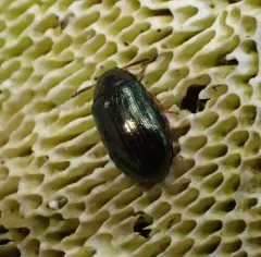 Two-horned Darkling Beetle thumbnail 4