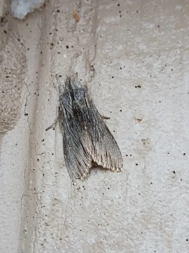 Streaked Hooded Owlet Moth
