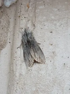 Streaked Hooded Owlet Moth thumbnail 1