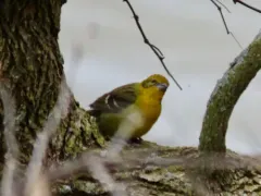 Flame-colored Tanager thumbnail 4