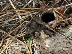 Geolycosa turricola thumbnail 3