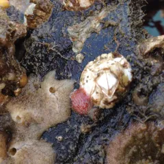 Wrinkled Barnacle thumbnail 4
