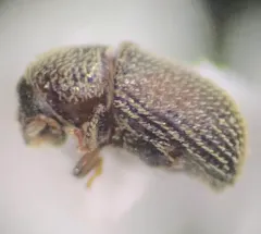 Phloeotribus dentifrons thumbnail 2