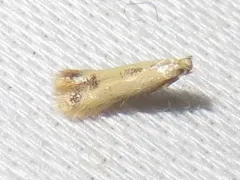 Coptotriche purinosella thumbnail 2